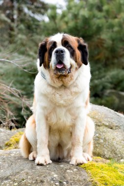 Güzel bir St. Bernard köpek portresi