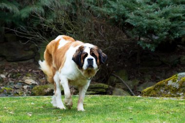 Güzel bir St. Bernard köpek portresi