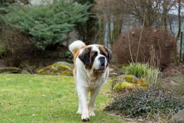 Güzel bir St. Bernard köpek portresi