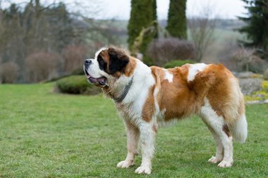 Güzel bir St. Bernard köpek portresi