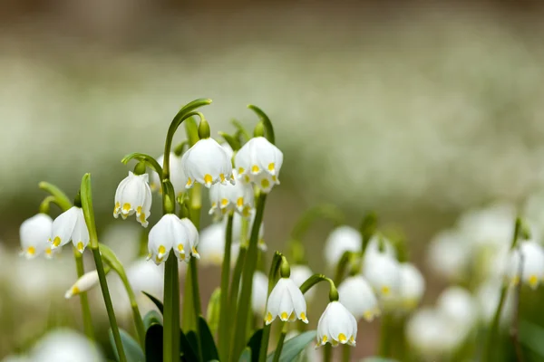 Vroege voorjaar sneeuwvlok bloemen — Stockfoto