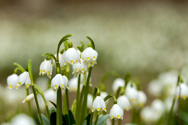 early spring snowflake flowers