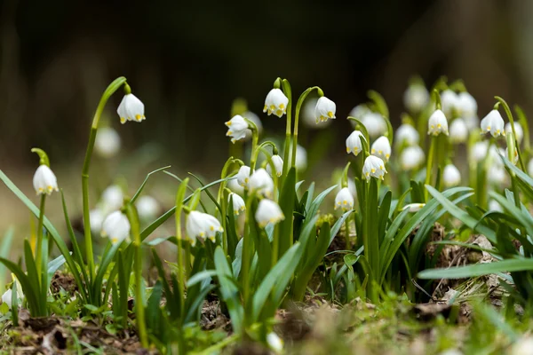 Erken Bahar kar tanesi çiçekleri — Stok fotoğraf