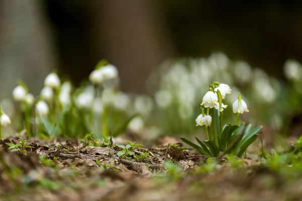 Début du printemps fleurs de flocon de neige — Photo