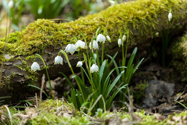 early spring snowflake flowers