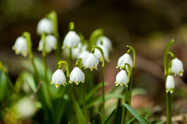 Kora tavasszal hópehely virágok — Stock Fotó