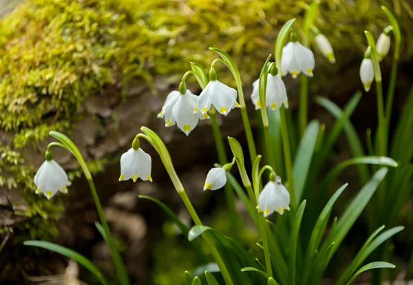 Vroege voorjaar sneeuwvlok bloemen — Stockfoto