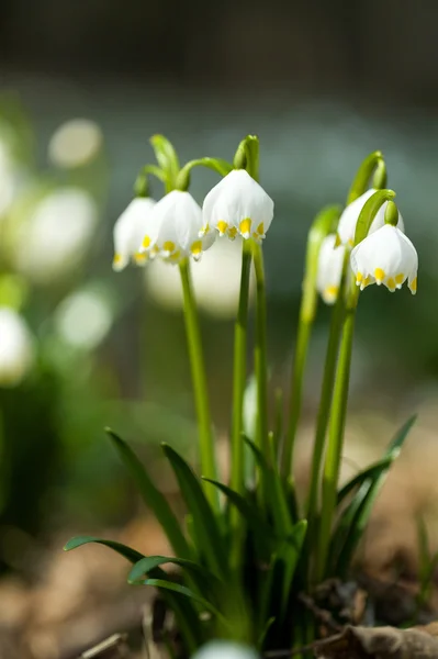 Principios de primavera flores de copo de nieve — Foto de Stock