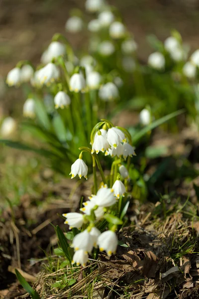 Início da primavera flores floco de neve — Fotografia de Stock