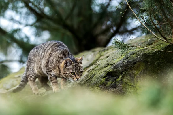 Cat baby playing outdoor — Stock Photo, Image