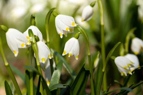 Début du printemps fleurs de flocon de neige — Photo