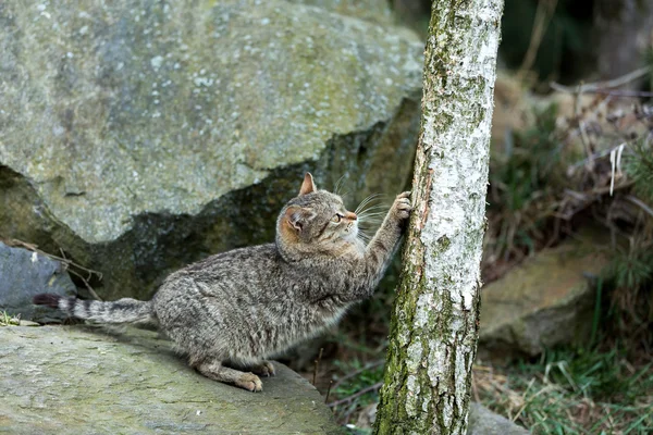 Chat bébé jouer en plein air — Photo