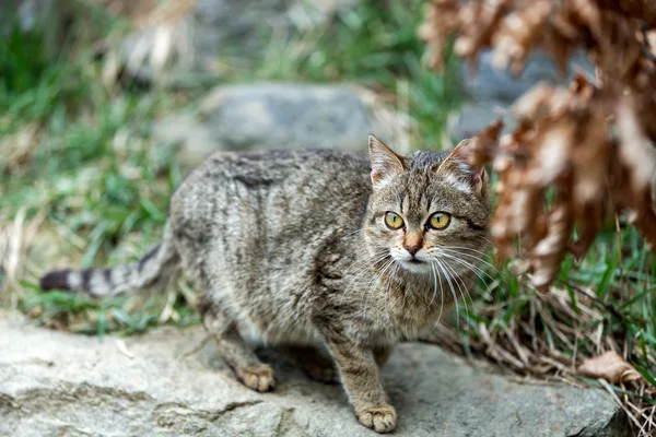 Cat baby playing outdoor — Stock Photo, Image