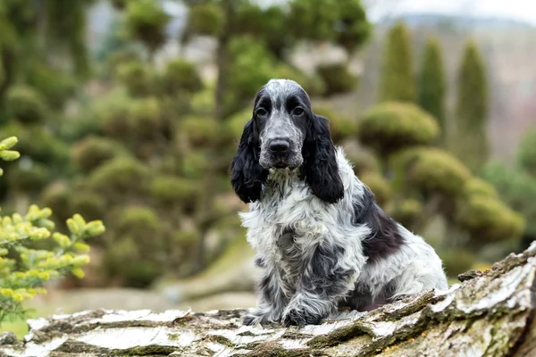 English cocker spaniel puppy — Stock Photo, Image