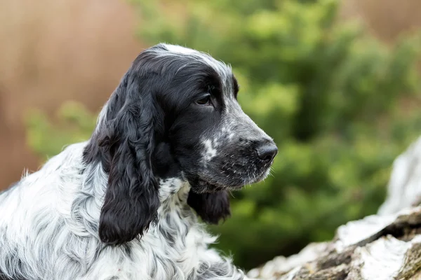 English cocker spaniel puppy — Stock Photo, Image