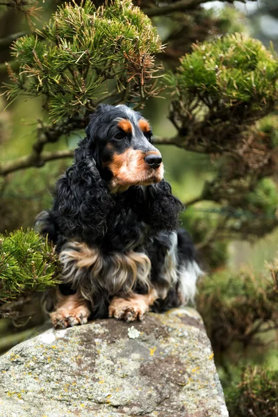 Portret van vergadering Engelse cocker spaniel — Stockfoto