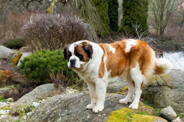 Portret van een leuk Sint Bernard hond — Stockfoto