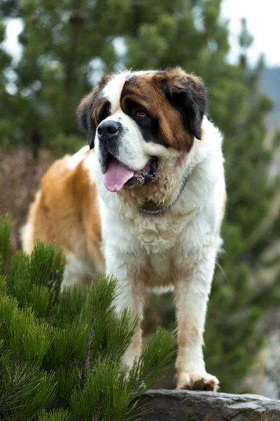 Retrato de un lindo perro de San Bernardo — Foto de Stock