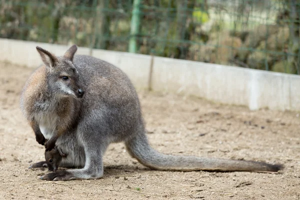 Fechar de um Wallaby de pescoço vermelho — Fotografia de Stock