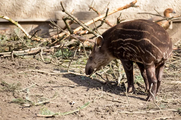 Bebé del amenazado tapir sudamericano — Foto de Stock