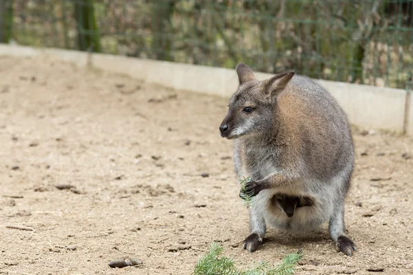 Kızıl enseli kanguru closeup — Stok fotoğraf