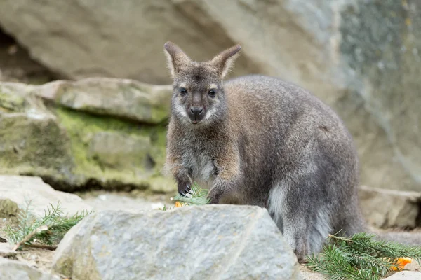 Close-up van een red-necked wallaby — Stockfoto