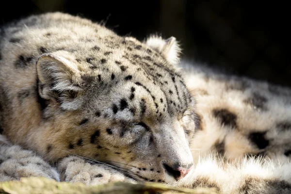 Snow leopard, Irbis Uncia uncia — Stock fotografie