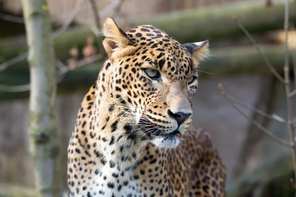 Retrato de leopardo persa — Fotografia de Stock