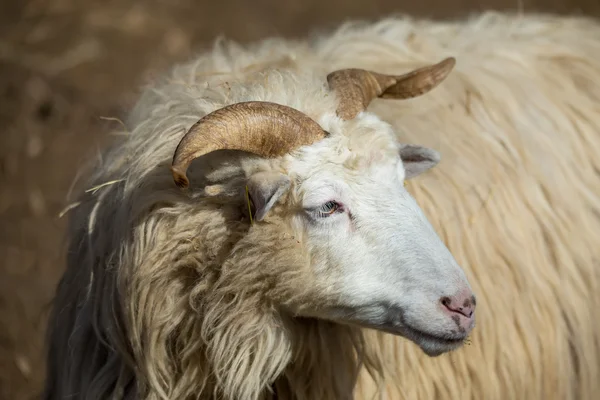 Ram 或夯，男性的羊 — 图库照片