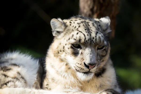 Leopardo da neve, Irbis Uncia uncia — Fotografia de Stock