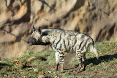 Çizgili sırtlan (Hyaena hyaena)