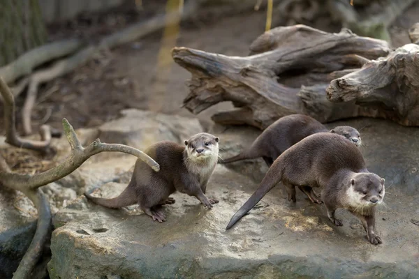 Lontra Europeia (Lutra lutra ) — Fotografia de Stock