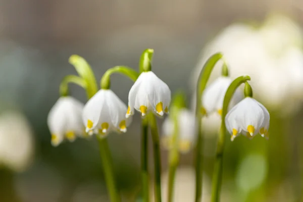 Early spring snowflake flowers — Stock Photo, Image