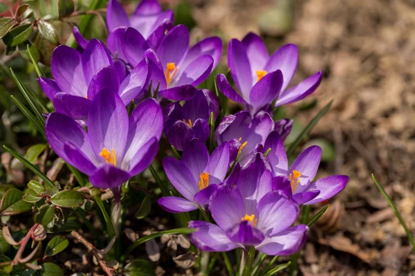 First spring flowers in garden crocus — Stock Photo, Image