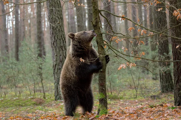 Orso bruno (Ursus arctos) nella foresta invernale — Foto Stock