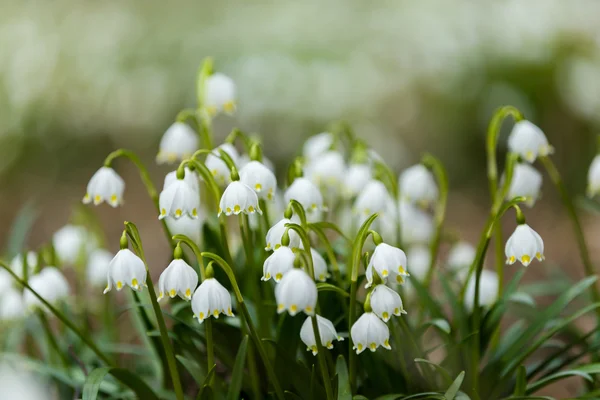 Principios de primavera flores de copo de nieve —  Fotos de Stock