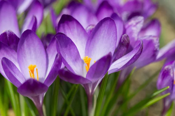 First spring flowers in garden crocus — Stock Photo, Image