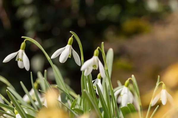 Snowdrop bloeien in de lente — Stockfoto