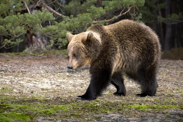 Oso pardo (Ursus arctos) en el bosque de invierno — Foto de Stock