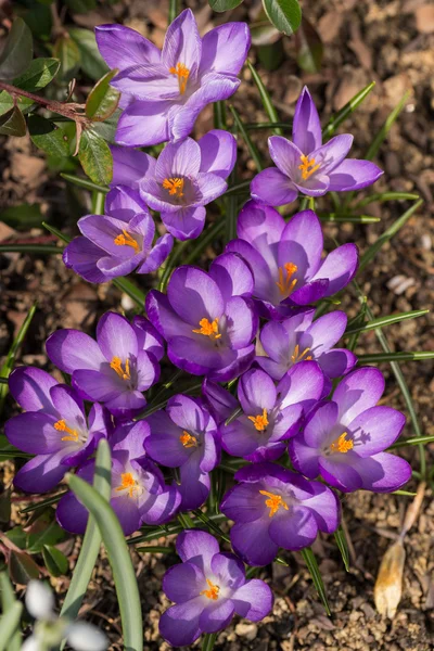 庭のクロッカスの最初の春の花 — ストック写真