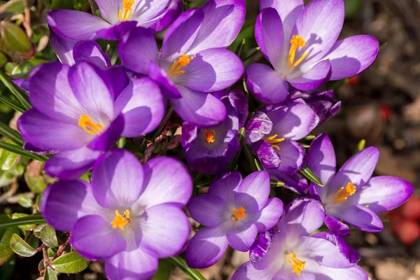 First spring flowers in garden crocus — Stock Photo, Image