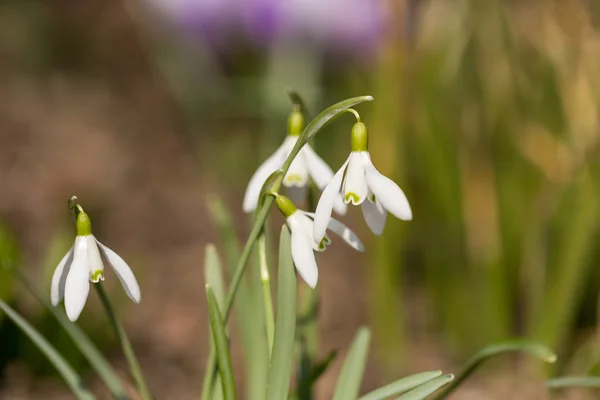 Snowdrop bloeien in de lente — Stockfoto