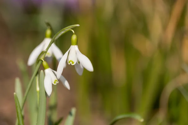 Snowdrop bloeien in de lente — Stockfoto