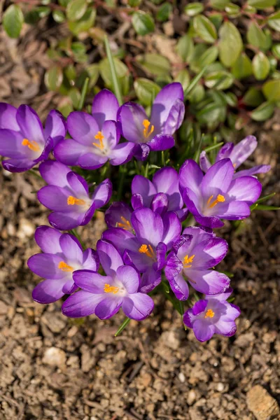 庭のクロッカスの最初の春の花 — ストック写真