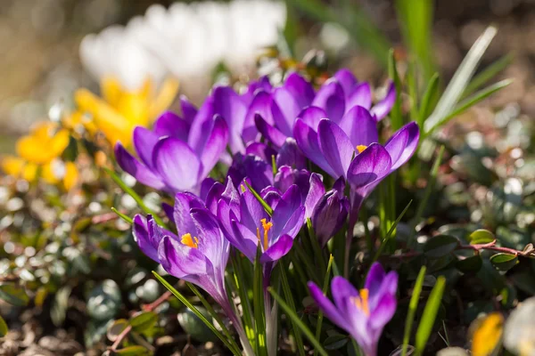 First spring flowers in garden crocus — Stock Photo, Image