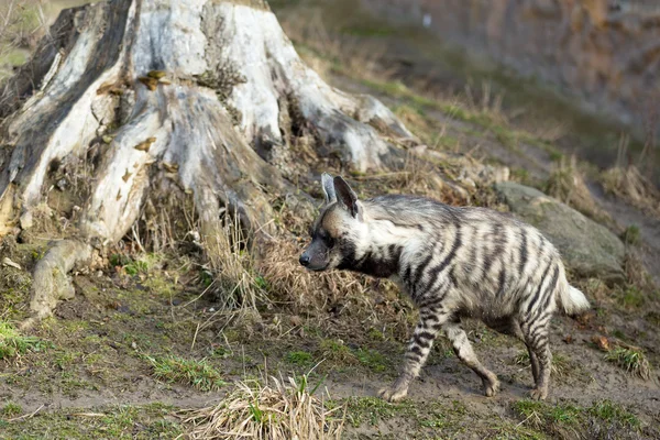 Hiena rayada (Hyaena hyaena) —  Fotos de Stock