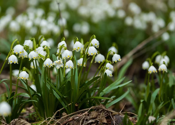 Wczesną wiosną kwiaty śnieżynka — Zdjęcie stockowe