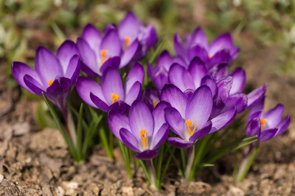 First spring flowers in garden crocus — Stock Photo, Image