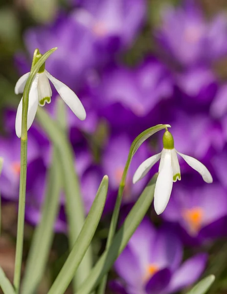 Snowdrop bloeien in de lente — Stockfoto