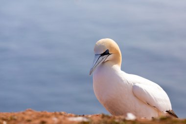 Kuzey gannet kayaya oturan